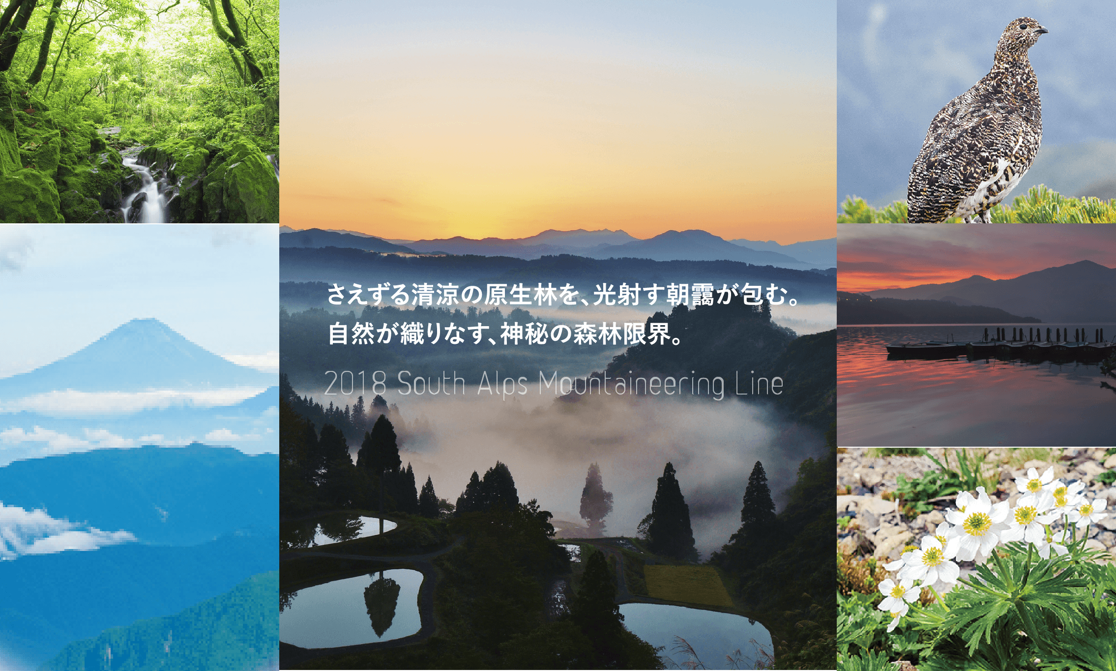 さえずる清涼の原生林を、光射す朝靄が包む。自然が織りなす、神秘の森林限界。