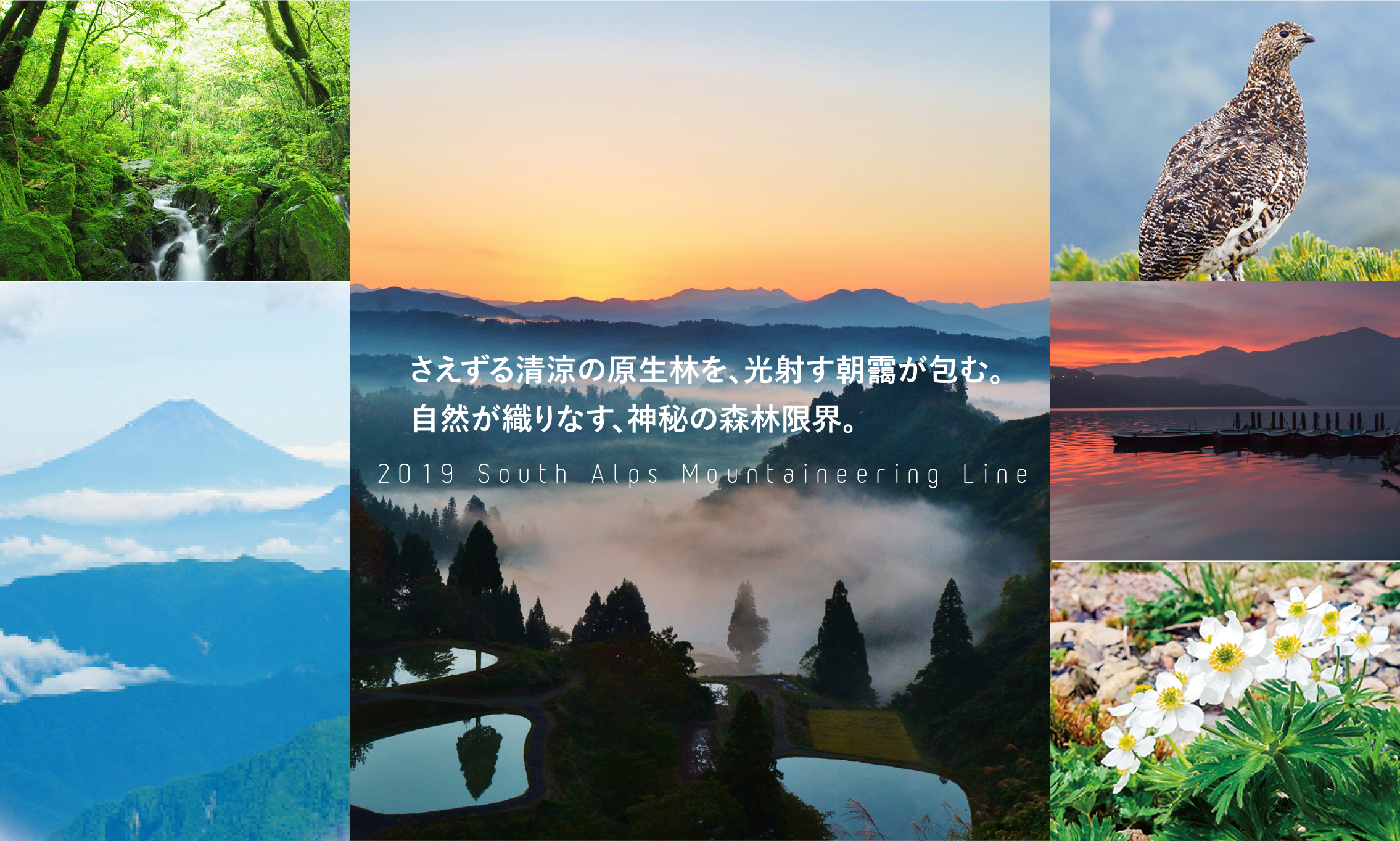 さえずる清涼の原生林を、光射す朝靄が包む。自然が織りなす、神秘の森林限界。